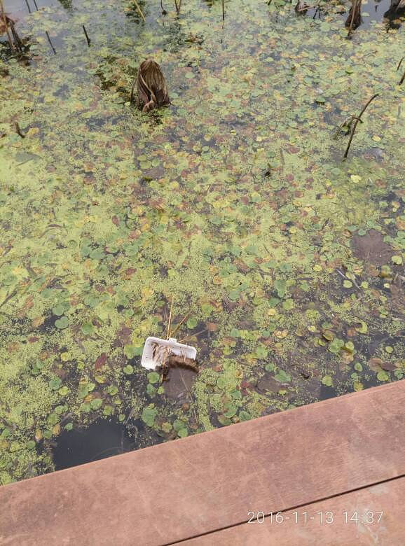 ֲ��԰�ĺ���������ϧ