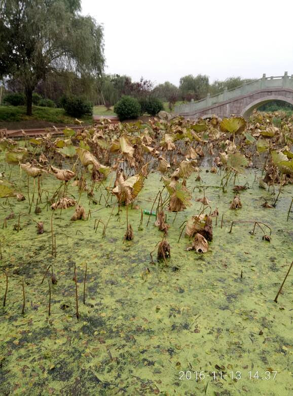 ֲ��԰�ĺ���������ϧ