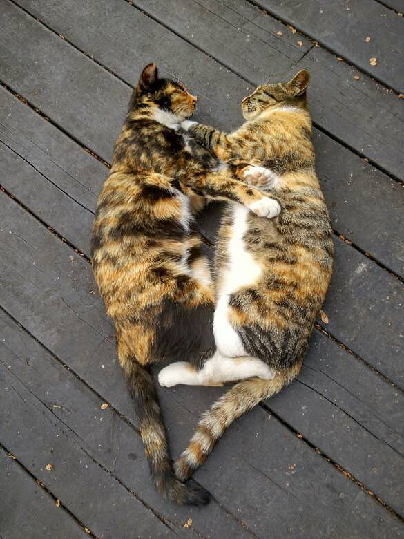 ����¥�����������