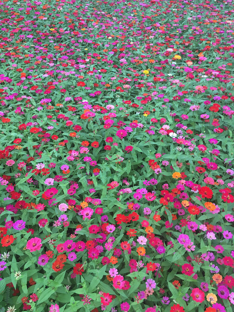 ����С�黨��