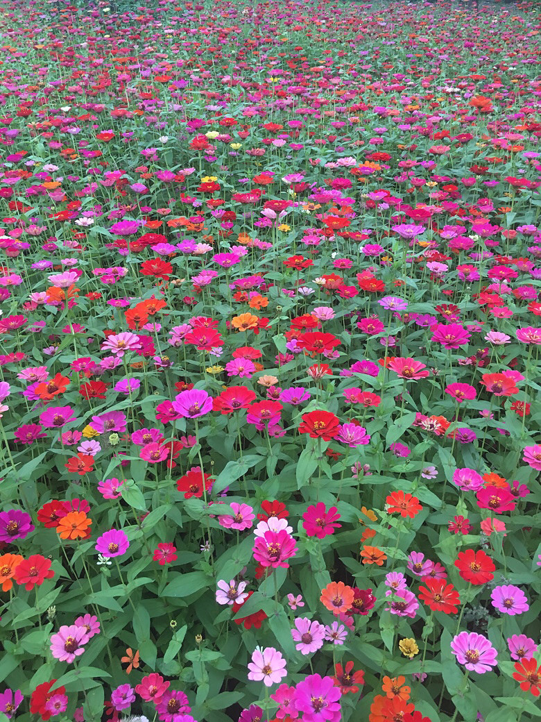 ����С�黨��