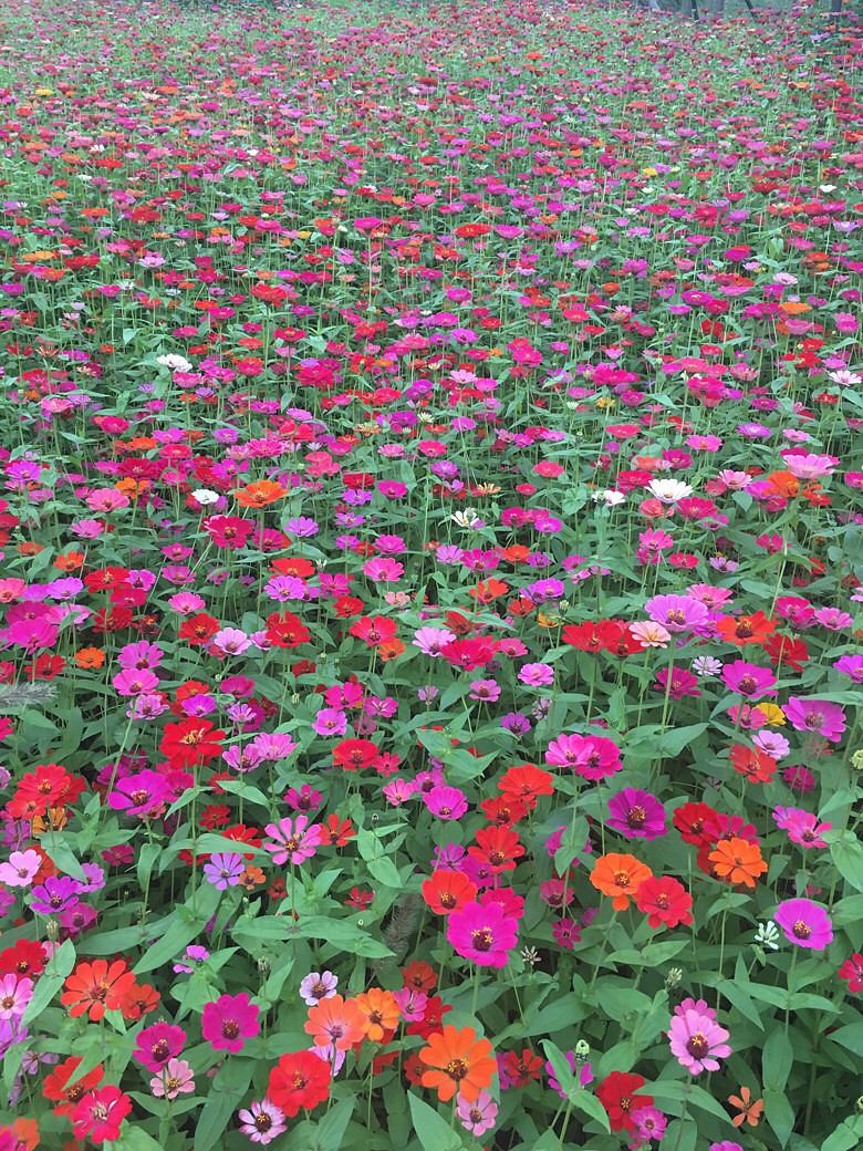 ����С�黨��