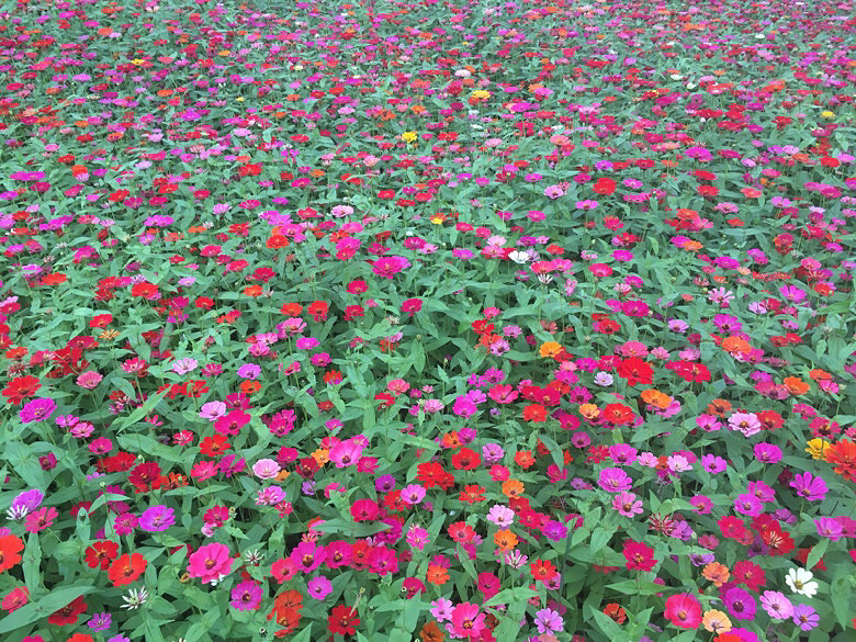 ����С�黨��