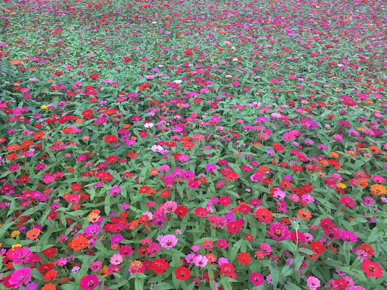 ����С�黨��