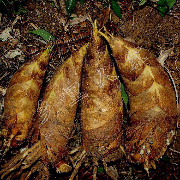 �ԼҵĶ���������������֤���ʣ�����Ҫ��