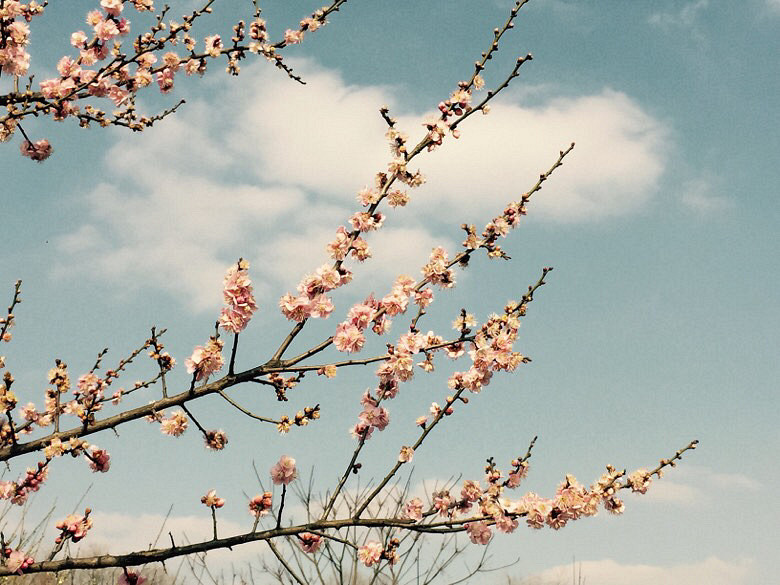 �������£�ֲ��԰��䣡