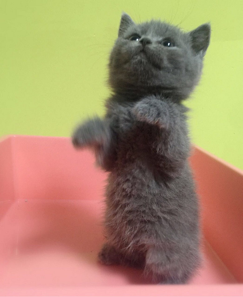 家养蓝猫找新家啦,一只淡紫色dd两个月.