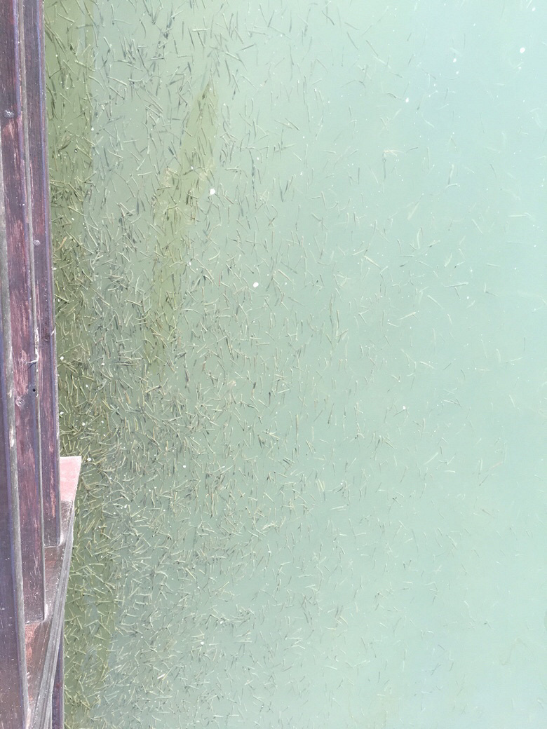 ������Ҫ�ܼ��־�֢��