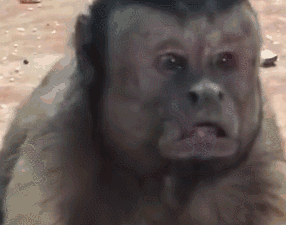 哈哈哈这到底是不是特效?动物园猴子长了张人脸,自带表情