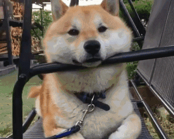 喜欢狗狗的你 这几天一定要注意!