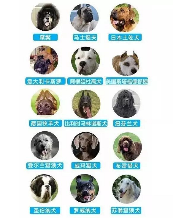 德牧牛头梗秋田犬都不能养了嘉兴禁养犬种名录公布