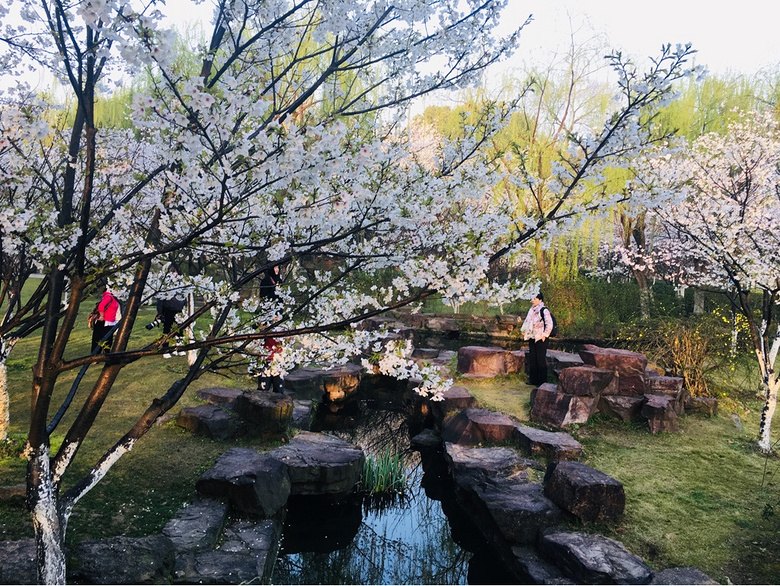 范蠡湖公园樱花盛开时