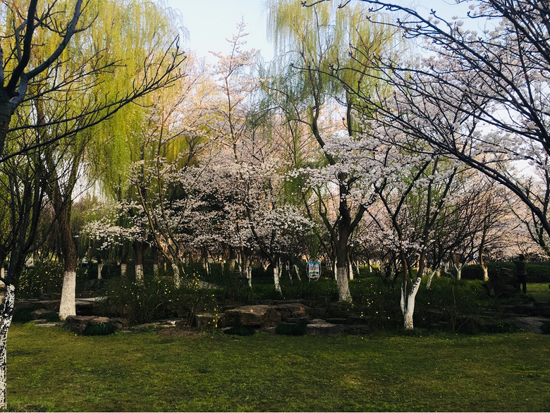 范蠡湖公园樱花盛开时