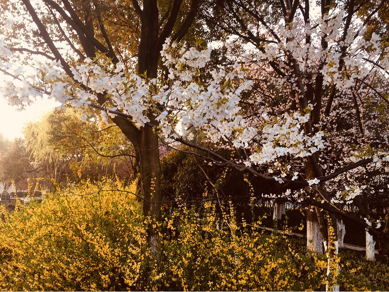 范蠡湖公园樱花盛开时