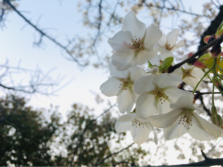 范蠡湖公园樱花盛开时