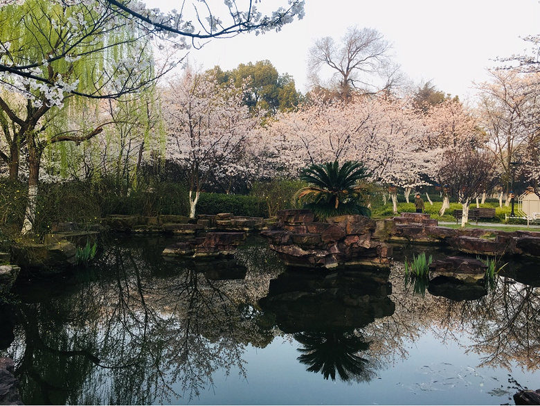 范蠡湖公园樱花盛开时