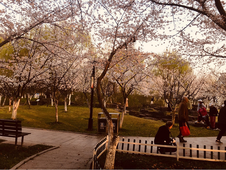 范蠡湖公园樱花盛开时