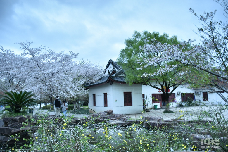 范蠡湖公园樱花盛开