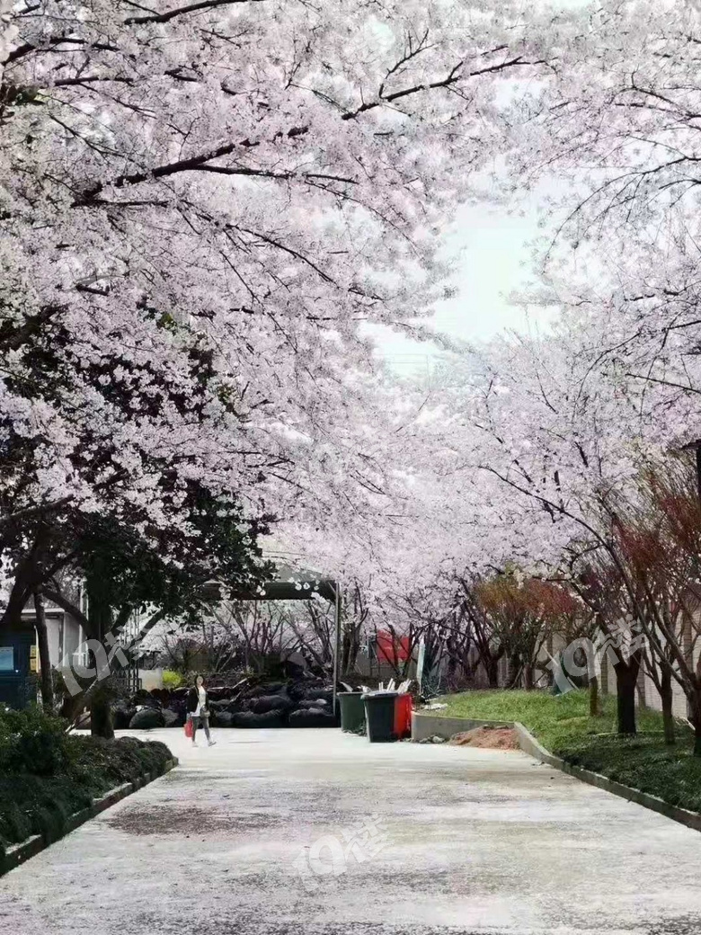 淅淅沥沥的三月里最盼望的便是邀你共赏一场缠绵悱恻的樱花雨