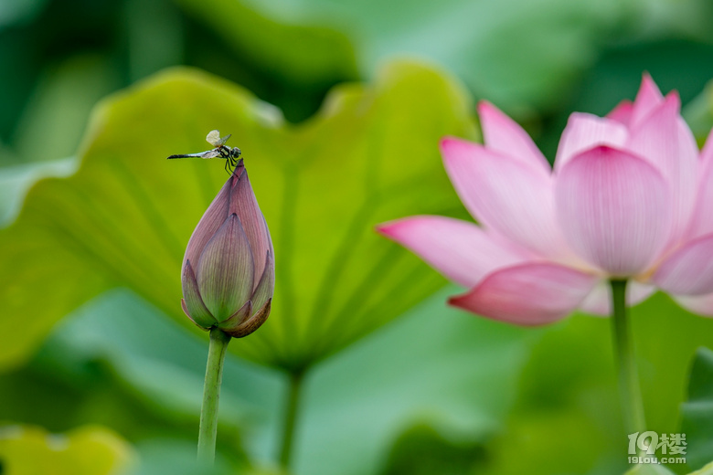 荷花蜻蜓蜜蜂