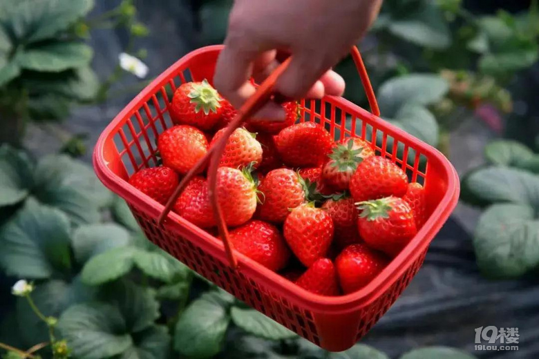 嘉兴草莓采摘仅需299元春游必备2大1小草莓单次采摘