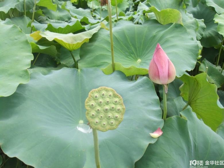 找房子找得头晕了,跑上溪看荷花去-义乌论坛-金