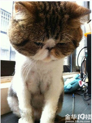 心好累 我感觉我不会再爱了-情感日记-恋爱情感