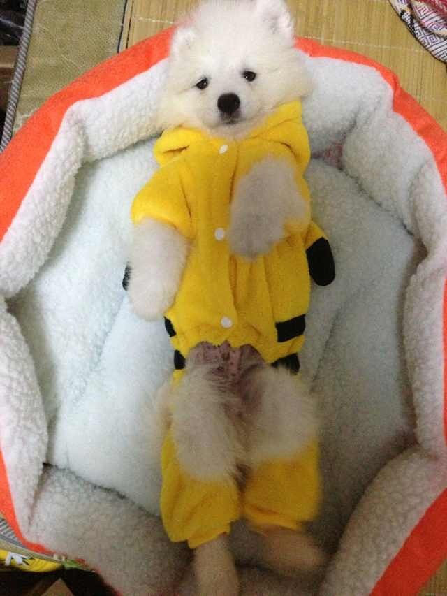 好纠结,很喜欢小狗狗,却没时间养,哎哎。-义乌