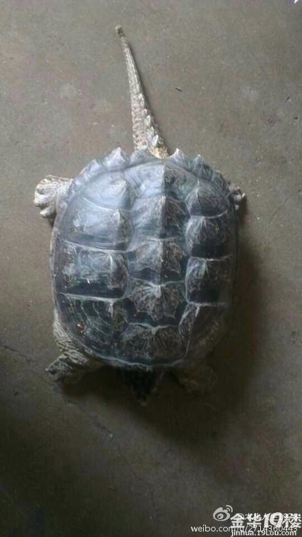 这是什么乌龟啊,为什么尾巴这么长-我也来侃侃