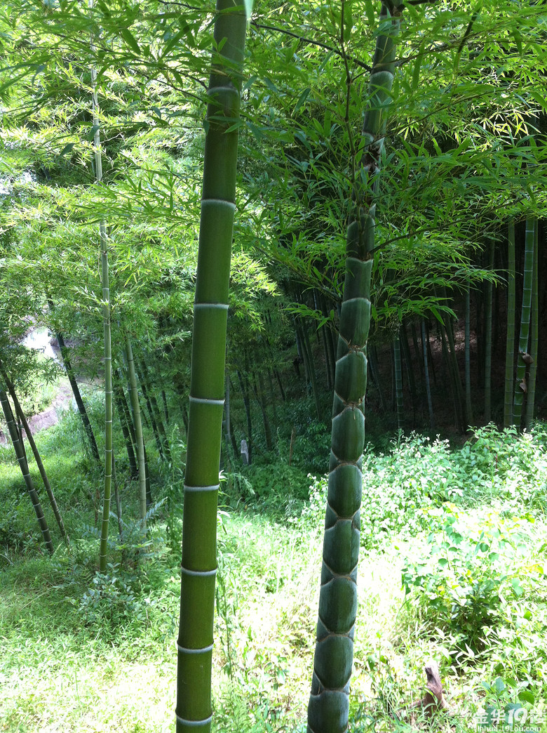 我家竹林里长出来一颗罕见的竹子,不知能卖多