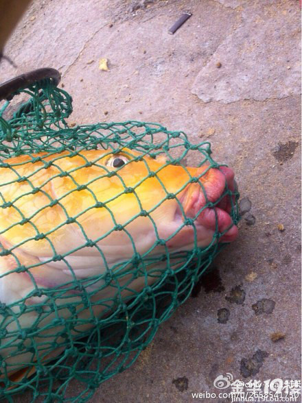 兰溪金色鲤鱼捞上来太恐怖了 长了一张人的嘴