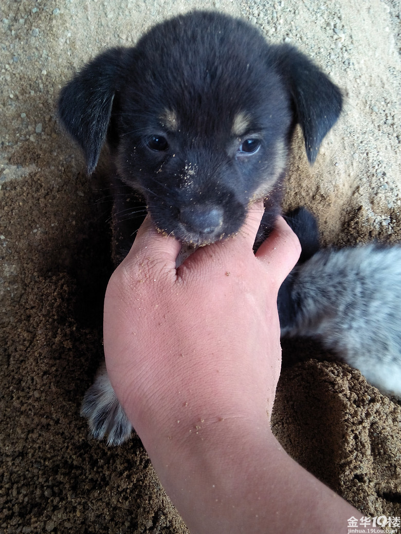 坦白从宽 抗拒从严 东阳麻车村搬砖--东阳论坛