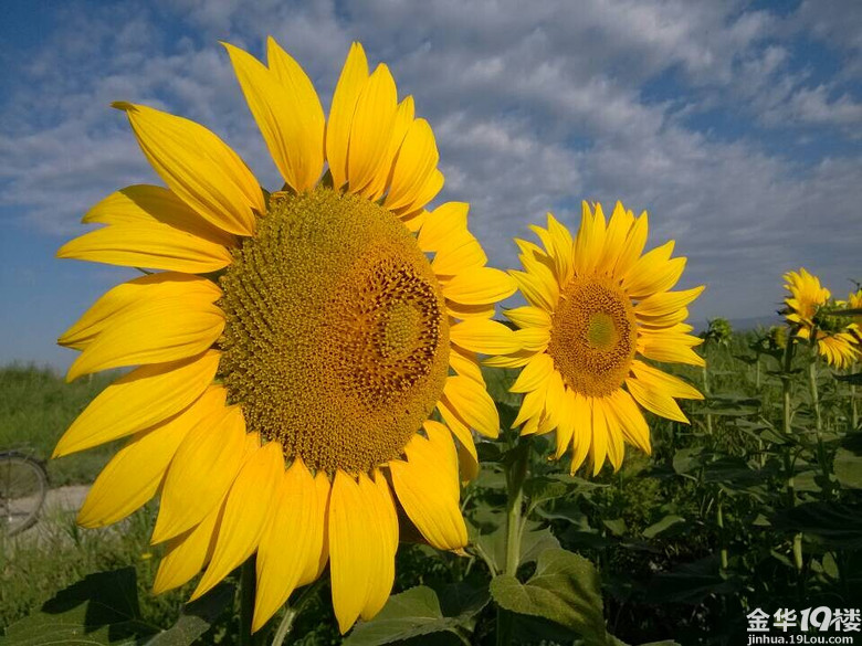 葵花蜂蜜-我也来侃侃-金华消息-金华19楼