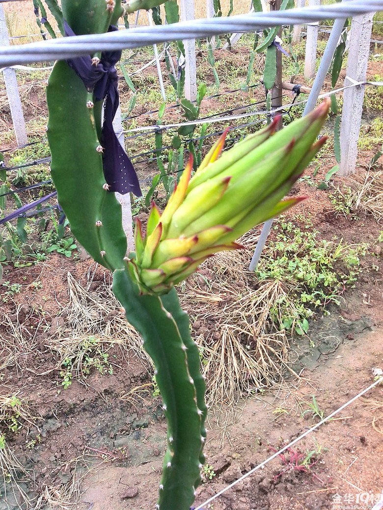 原来火龙果长这怂样,不久是仙人掌么!-现场直播