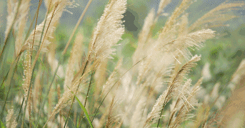 【动听文化·忆婺韵】《随风起舞