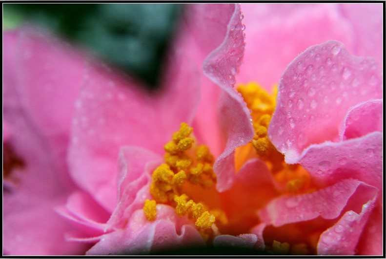 金华的市花