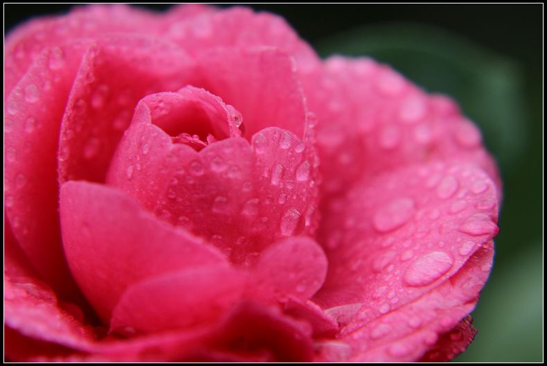 金华的市花