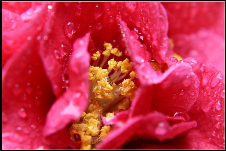 金华的市花