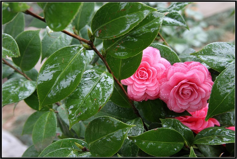 金华的市花