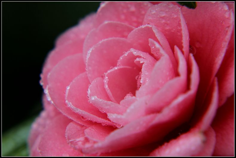 金华的市花
