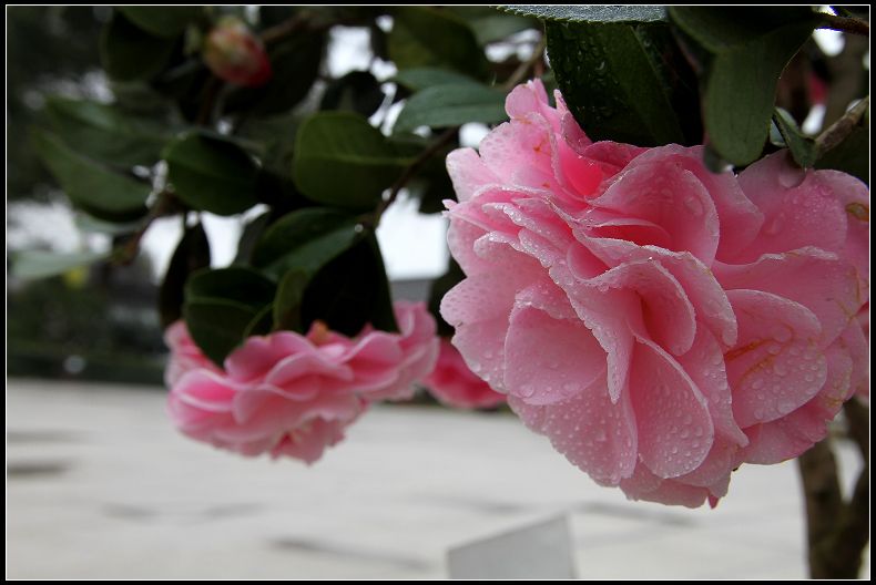 金华的市花