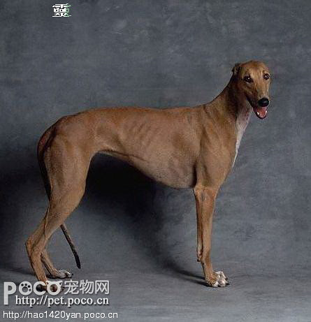 【世界名犬品种大全】(图片)-时尚消费-临安19