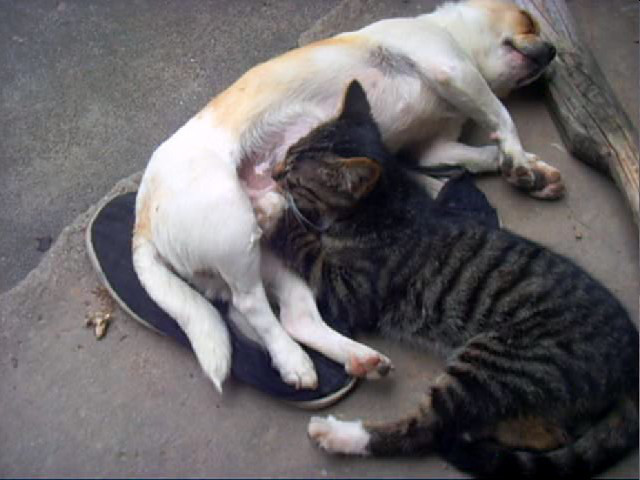 猫喝狗奶这是逆天吗