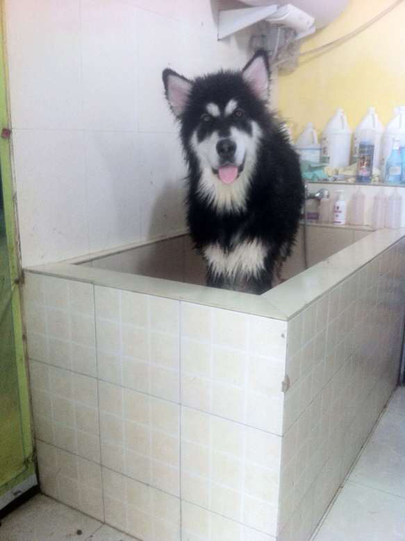 公阿拉<em>找个</em>老婆,<em>美女</em>们进来<em>看看</em>哈-临安消息-临