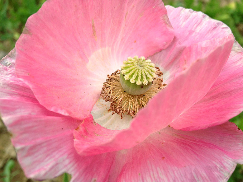 发现：你不是随便的花朵（手机小拍）