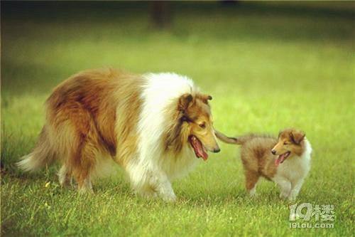 苏格兰牧羊犬价格价格图片挑选方法