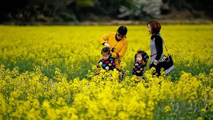 临安请你看春天最全花期表踏春赏花安排起来