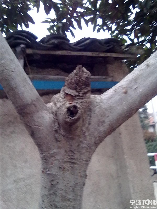 外婆家门口邪恶的枇杷树,有木有?-宁波消息-宁