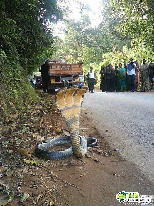 三头蛇 你见过吗-宁波消息-宁波19楼