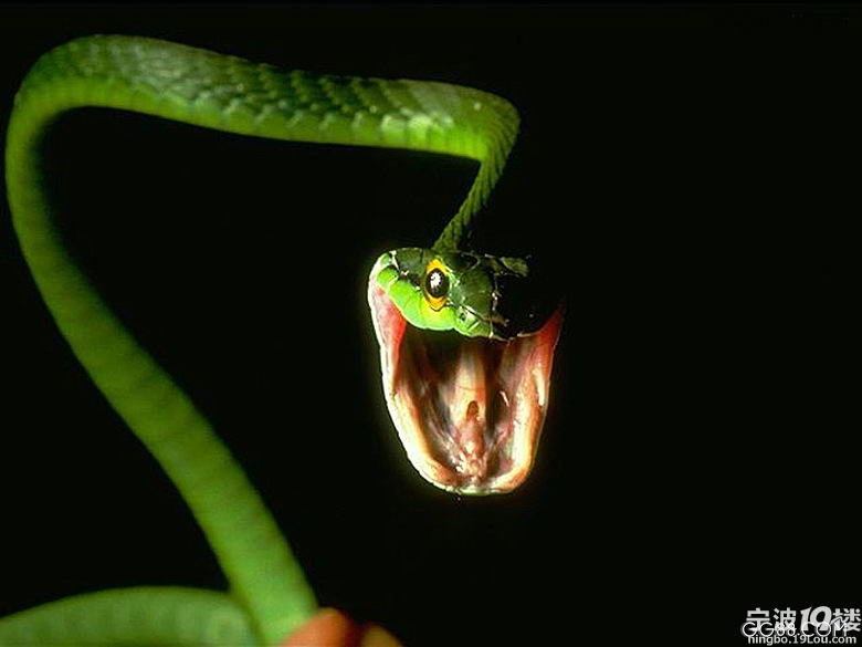 三头蛇 你见过吗